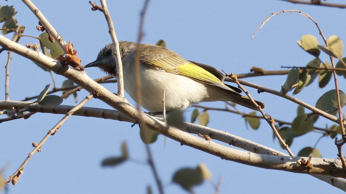 Rufous-throated Honeyeater - ML629025903