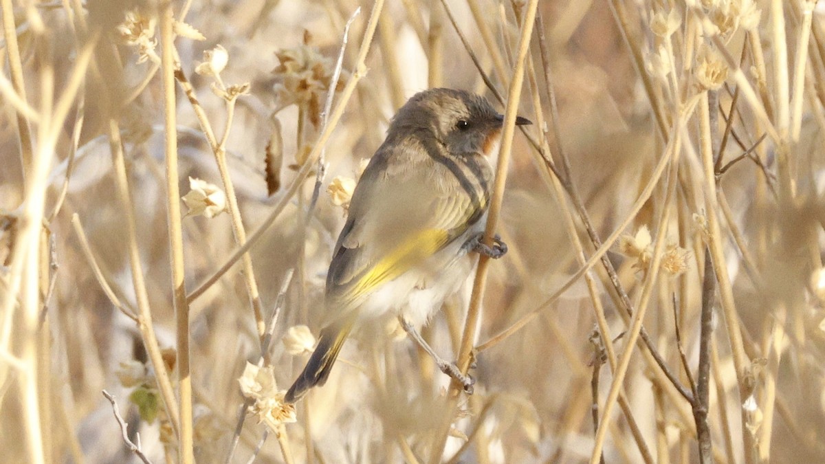 Rufous-throated Honeyeater - ML629025905