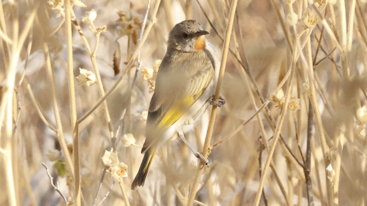 Rufous-throated Honeyeater - ML629025906