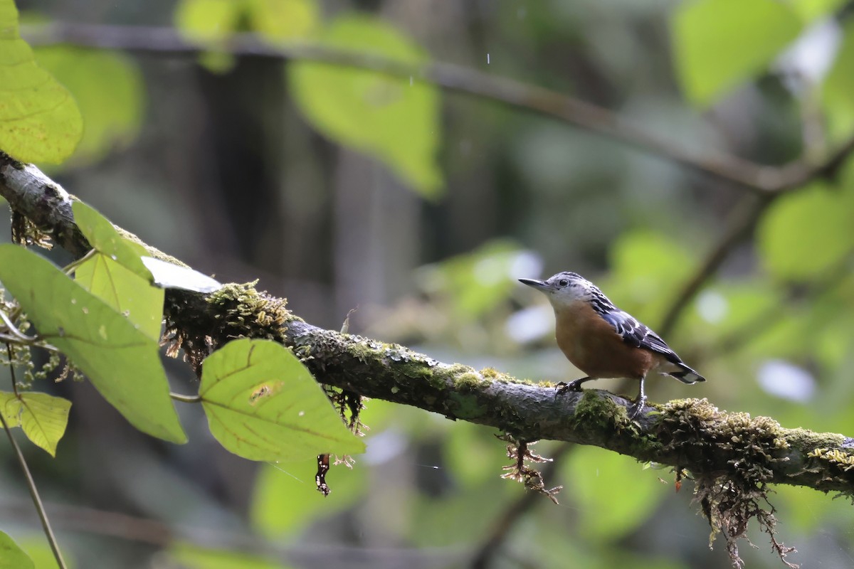 Beautiful Nuthatch - ML629026058