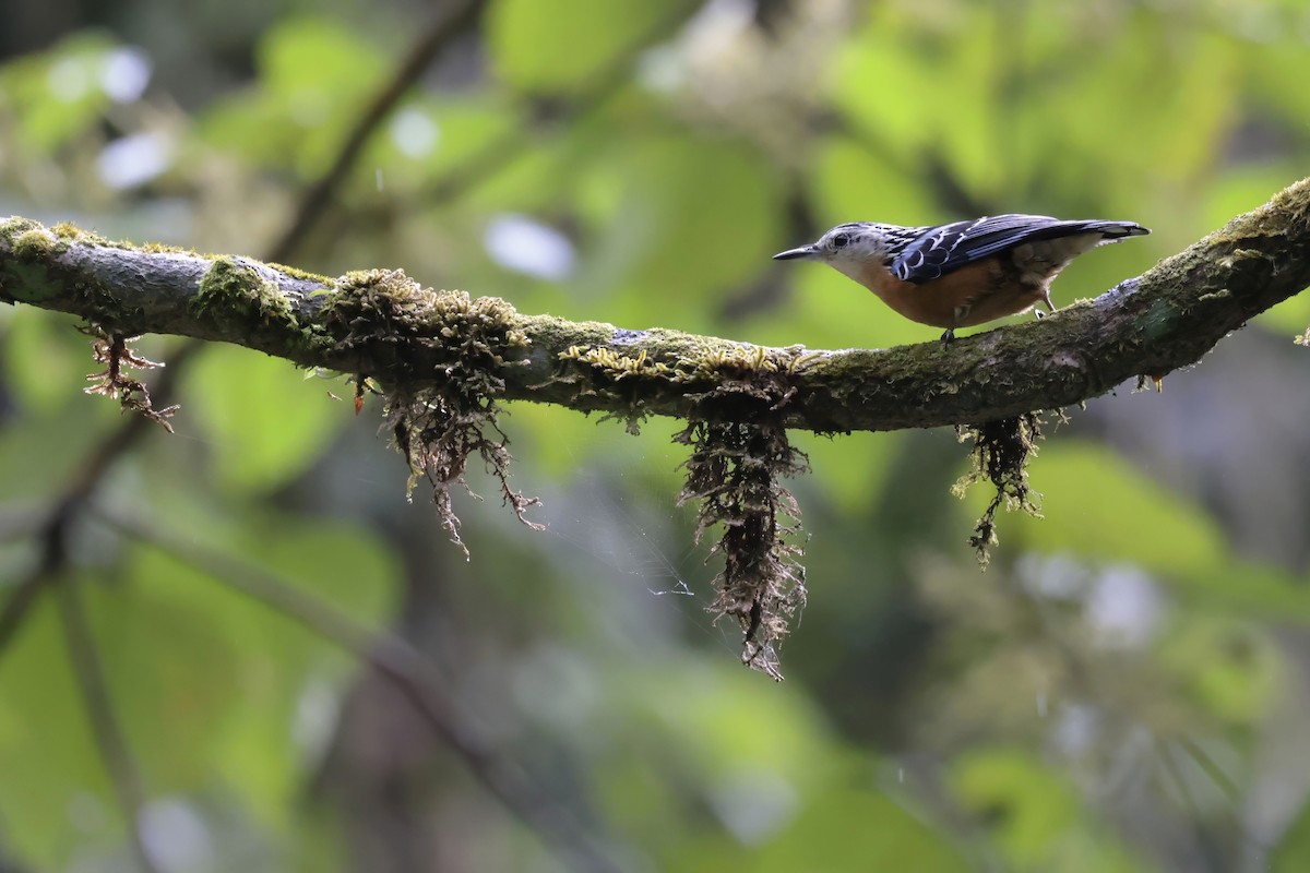 Beautiful Nuthatch - ML629026059