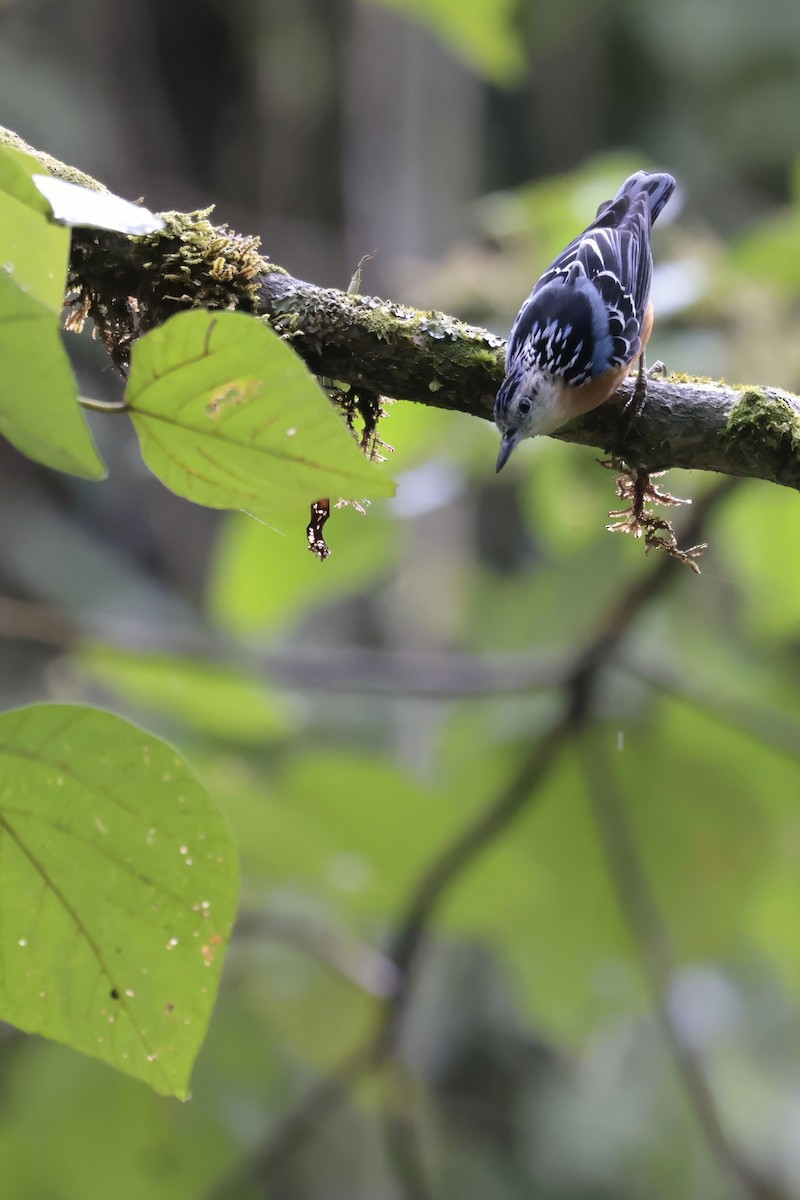 Beautiful Nuthatch - ML629026060