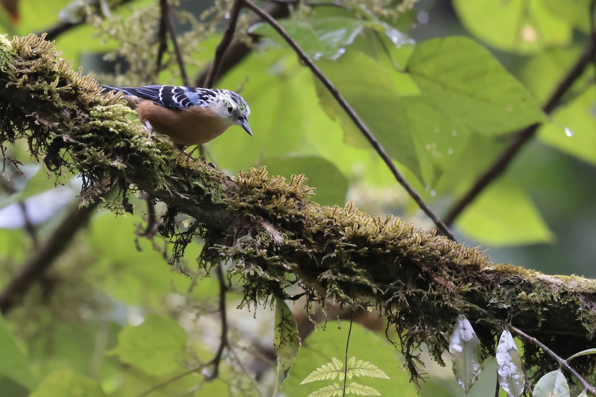 Beautiful Nuthatch - ML629026061