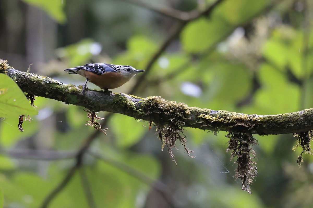 Beautiful Nuthatch - ML629026062