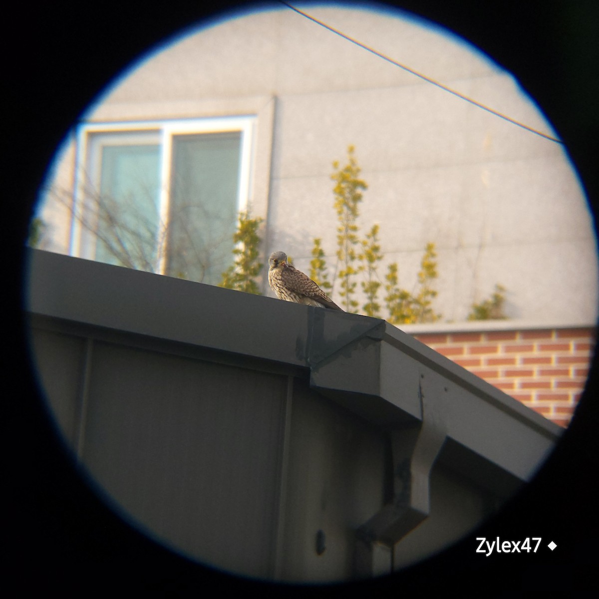 Eurasian Kestrel (Eurasian) - ML629026081