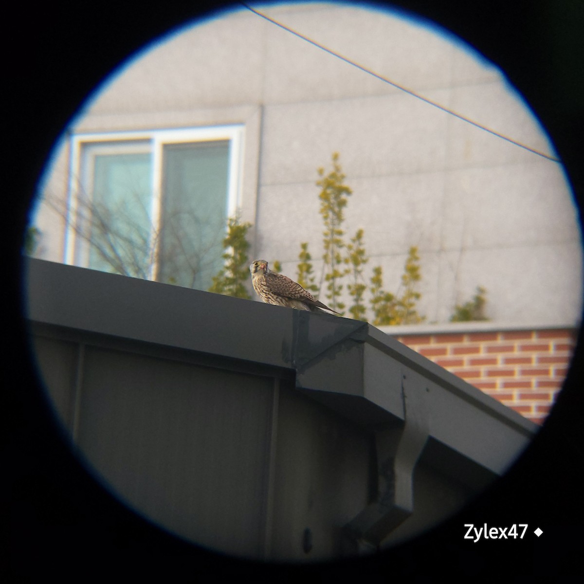 Eurasian Kestrel (Eurasian) - ML629026087