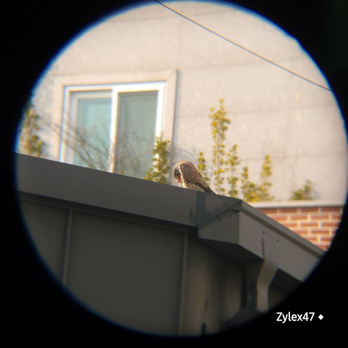 Eurasian Kestrel (Eurasian) - ML629026088