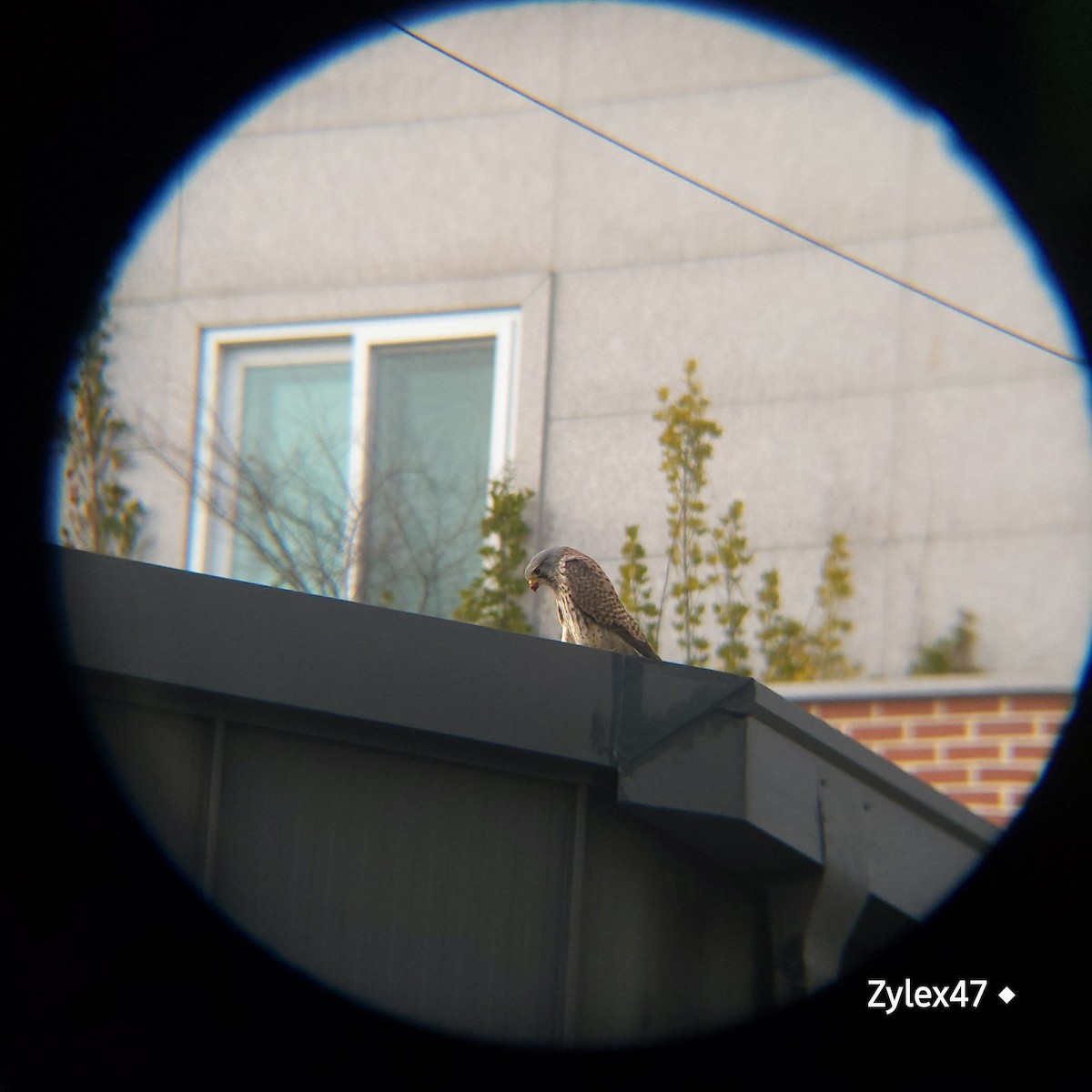 Eurasian Kestrel (Eurasian) - ML629026090