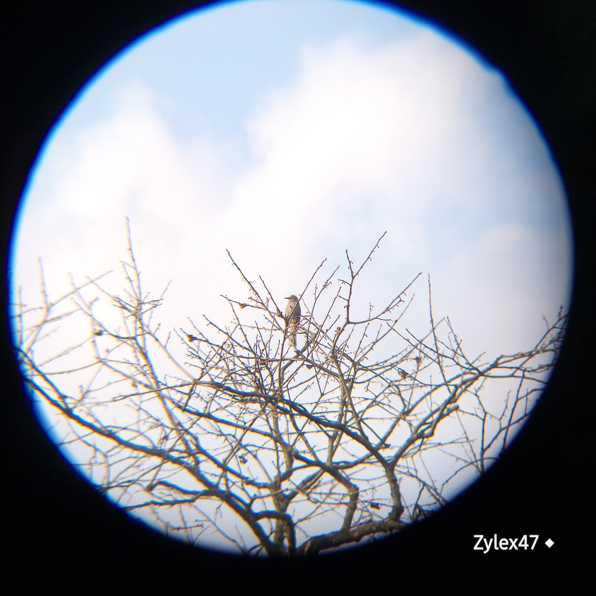 Brown-eared Bulbul - ML629026107