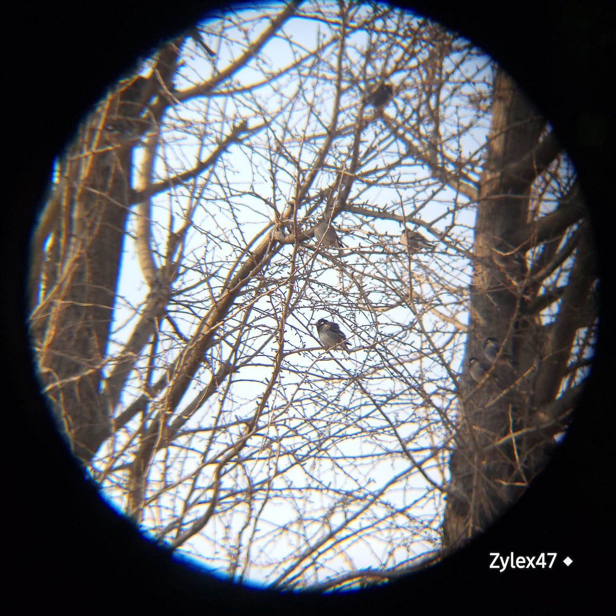 White-cheeked Starling - ML629026111