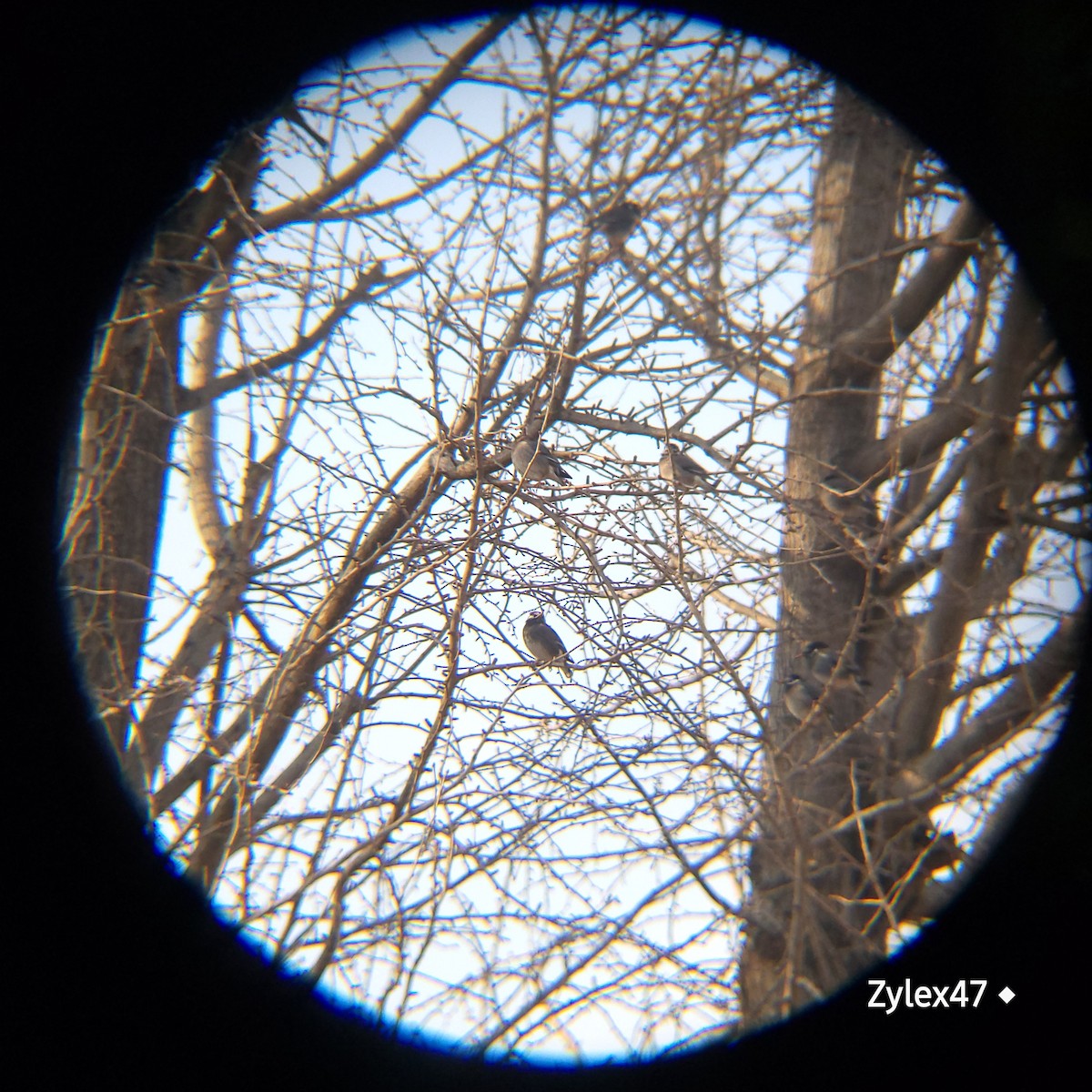 White-cheeked Starling - ML629026112