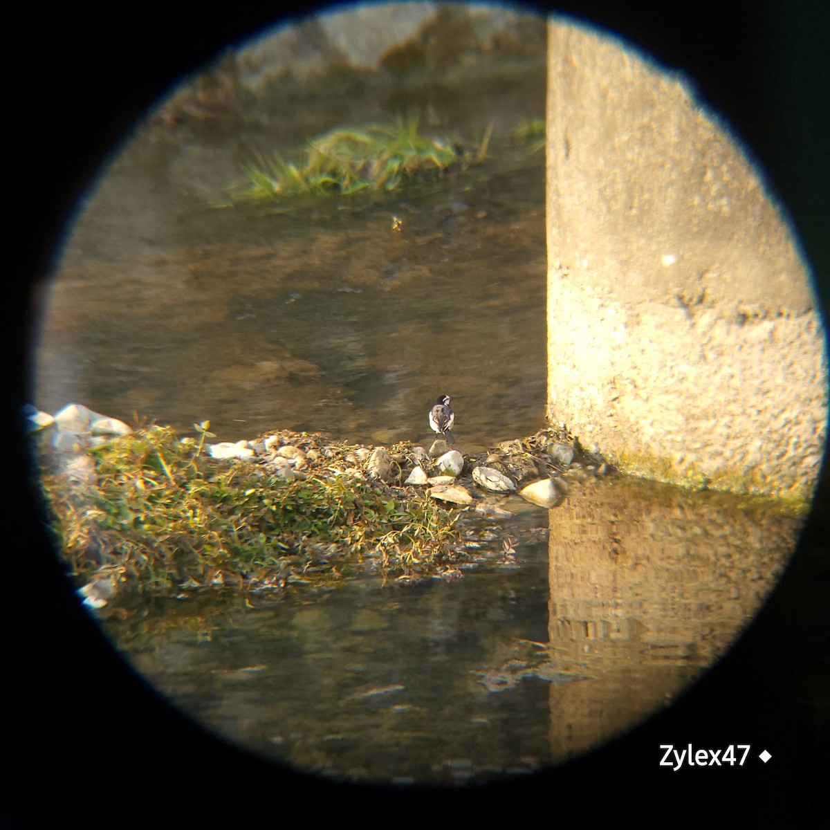 White Wagtail - ML629026151