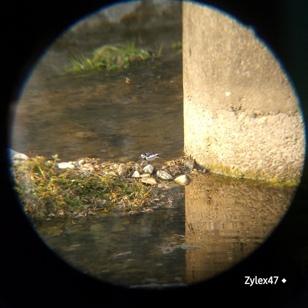 White Wagtail - ML629026155