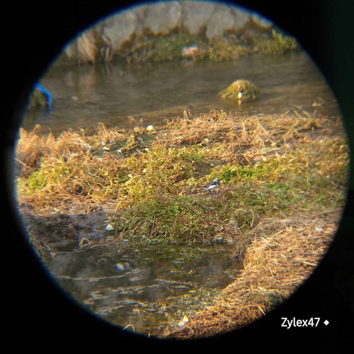 White Wagtail - ML629026156