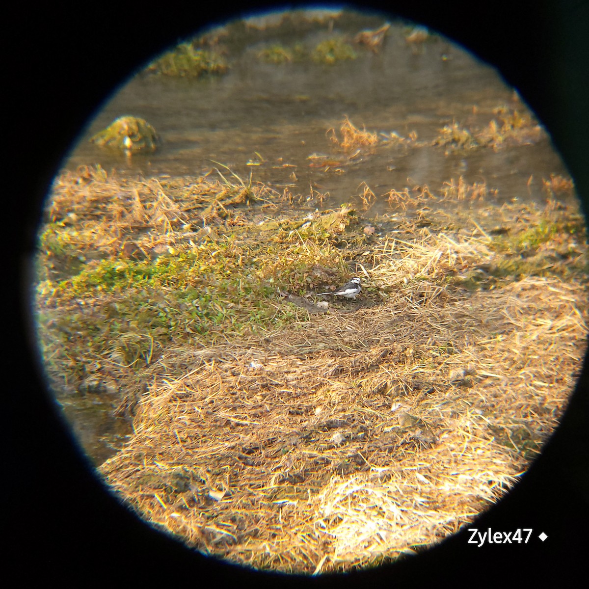 White Wagtail - ML629026157