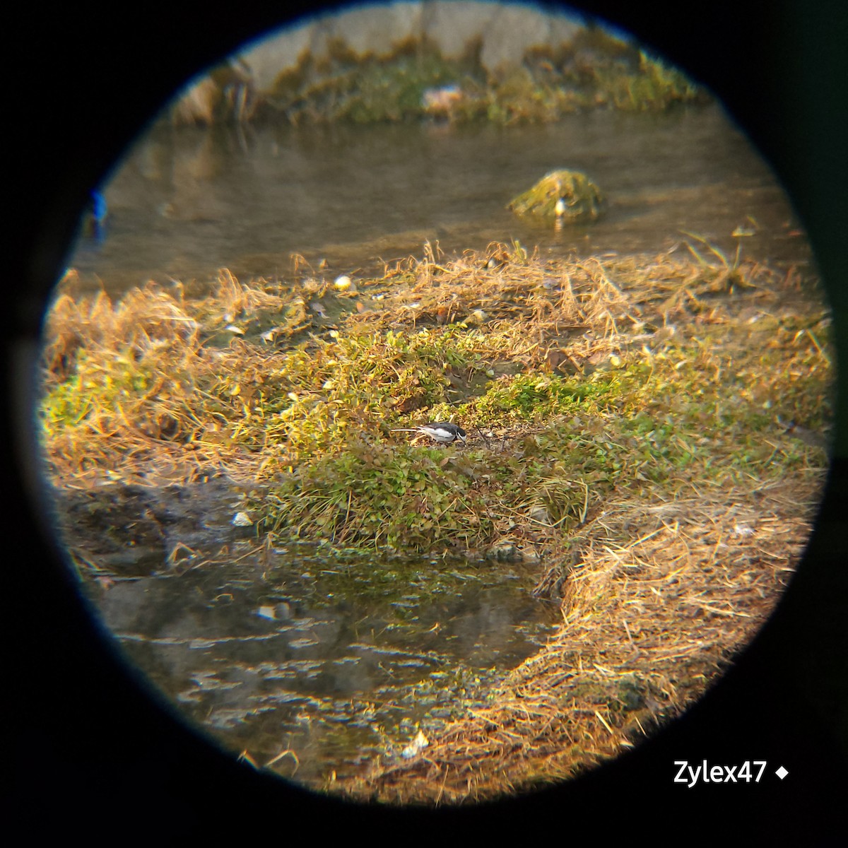 White Wagtail - ML629026158