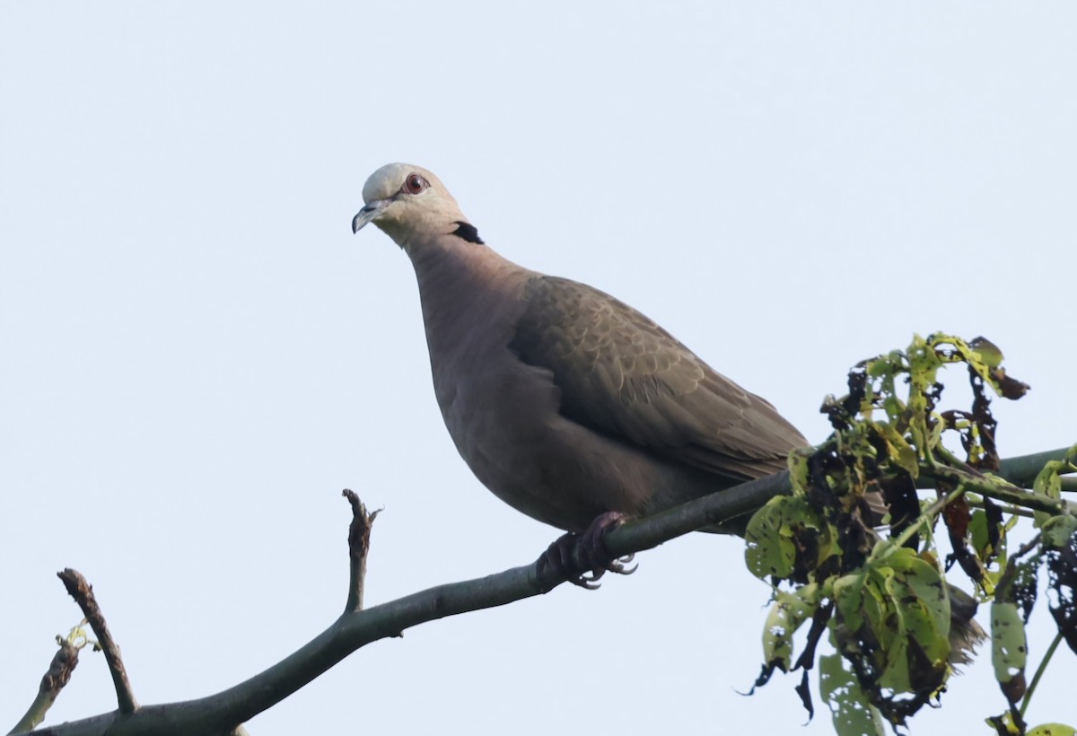 Red-eyed Dove - ML629026211