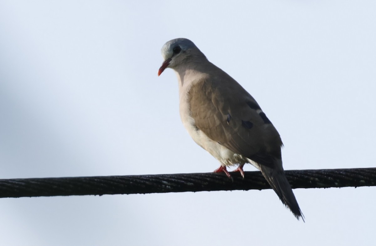 Blue-spotted Wood-Dove - ML629026223