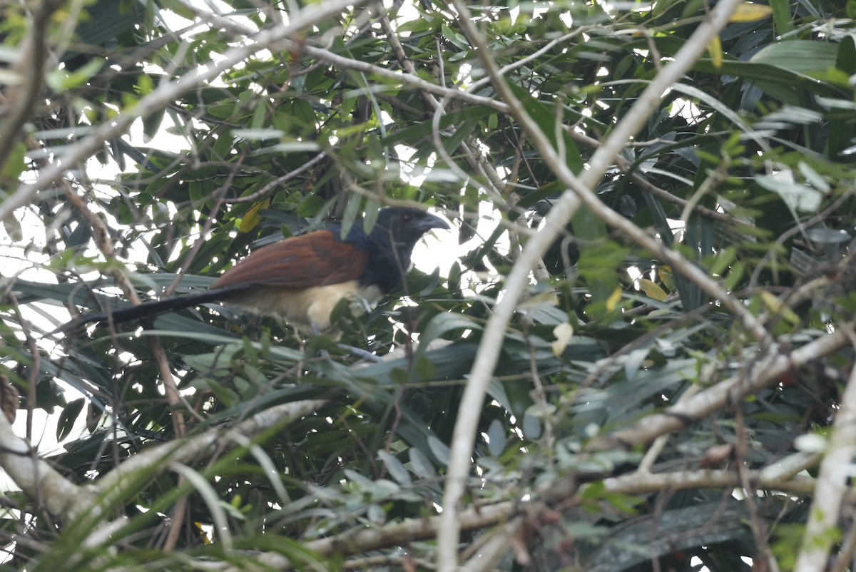 Black-throated Coucal - ML629026235