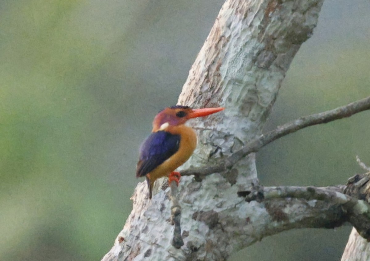 African Pygmy Kingfisher - ML629026248