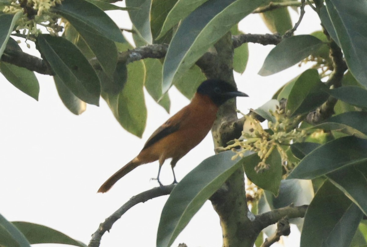 Black-headed Paradise-Flycatcher (Red-bellied) - ML629026272