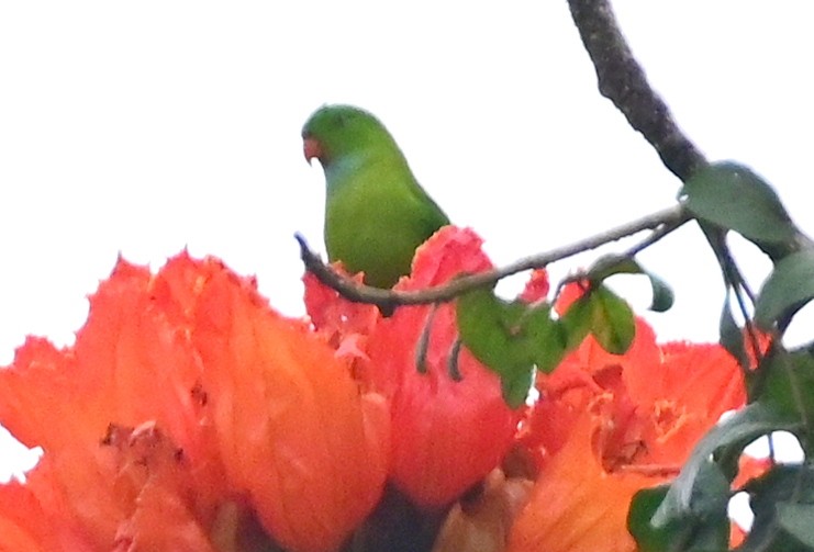 Vernal Hanging-Parrot - ML629026350