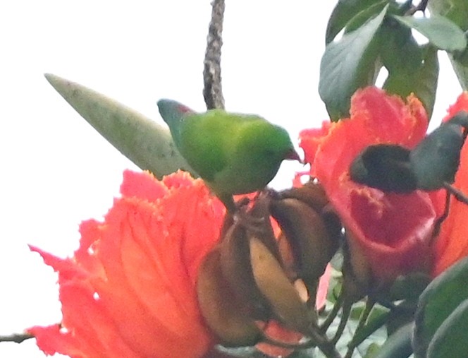 Vernal Hanging-Parrot - ML629026351