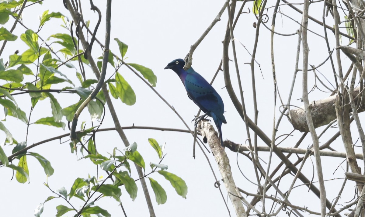 Splendid Starling - ML629026477