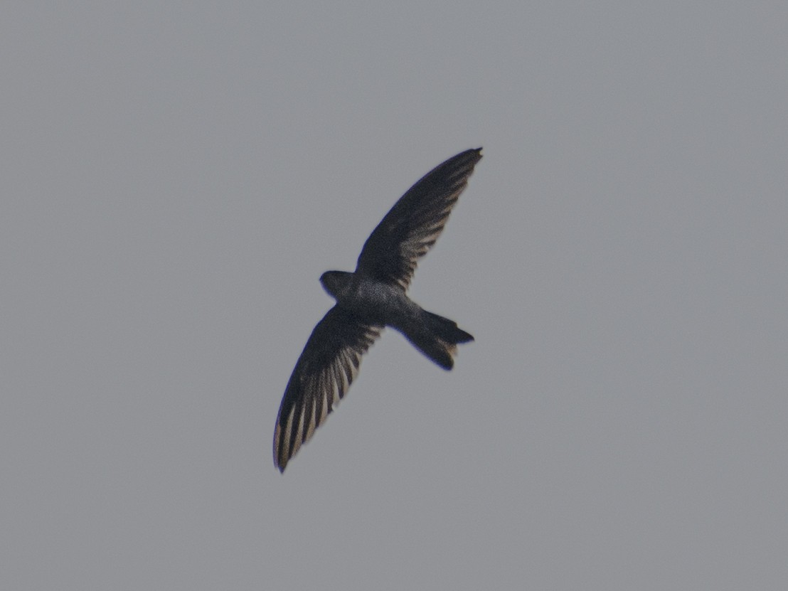 White-nest Swiftlet - ML629026809