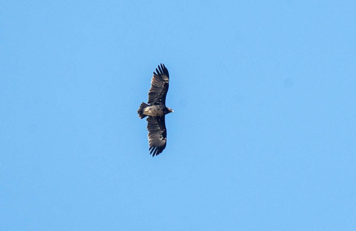 orel volavý - ML629026927