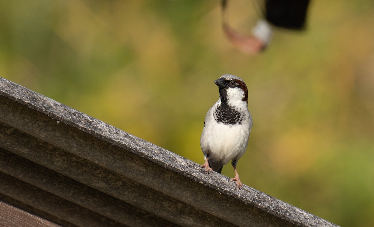 vrabec domácí - ML629026974