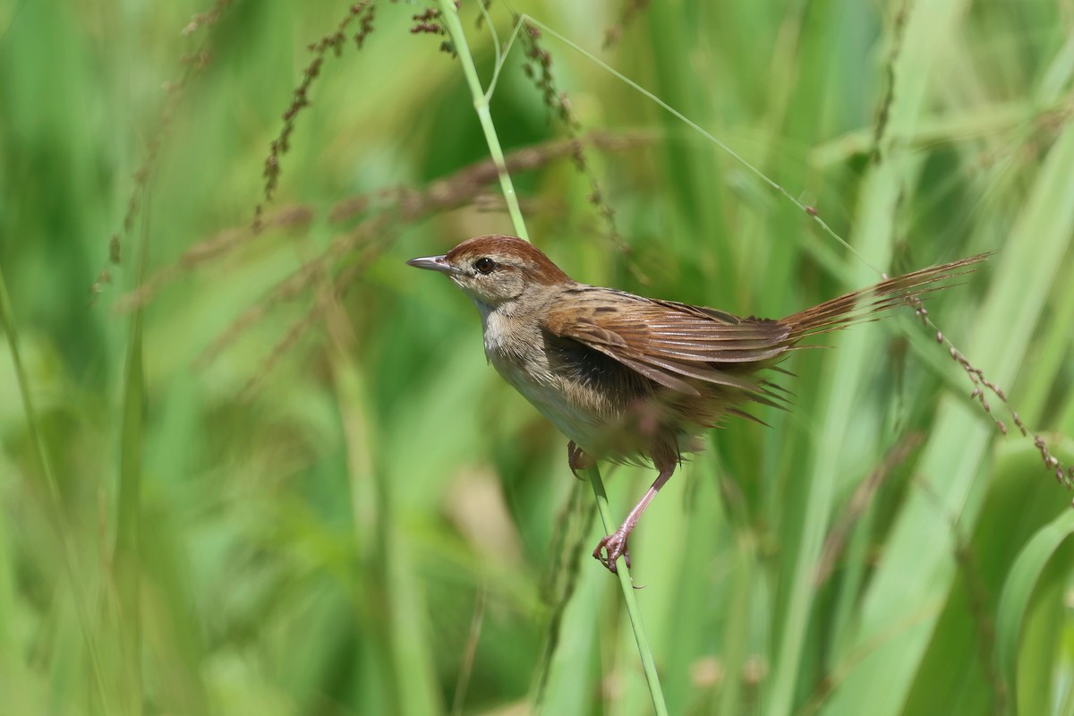 Tawny Grassbird - ML629027258