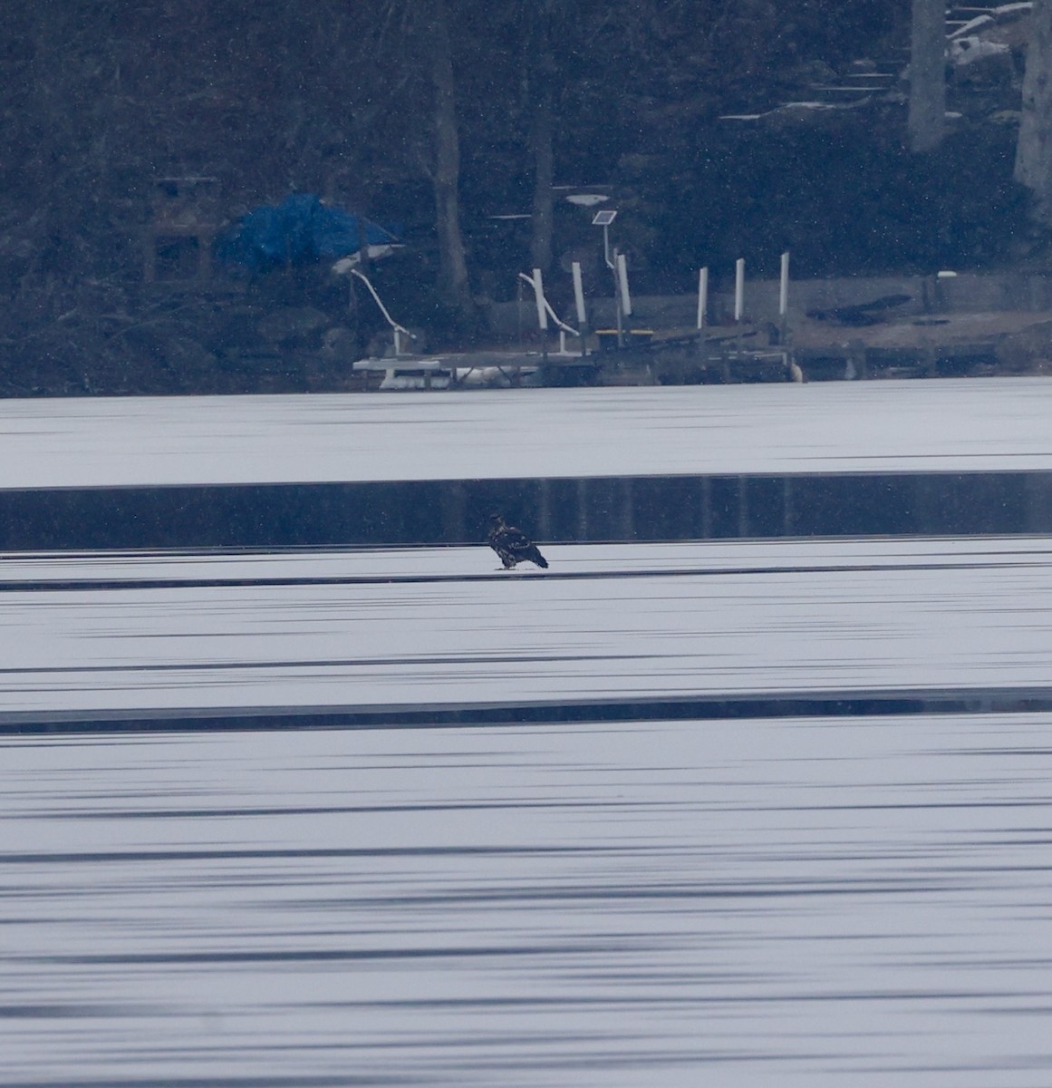 Bald Eagle - ML629027456