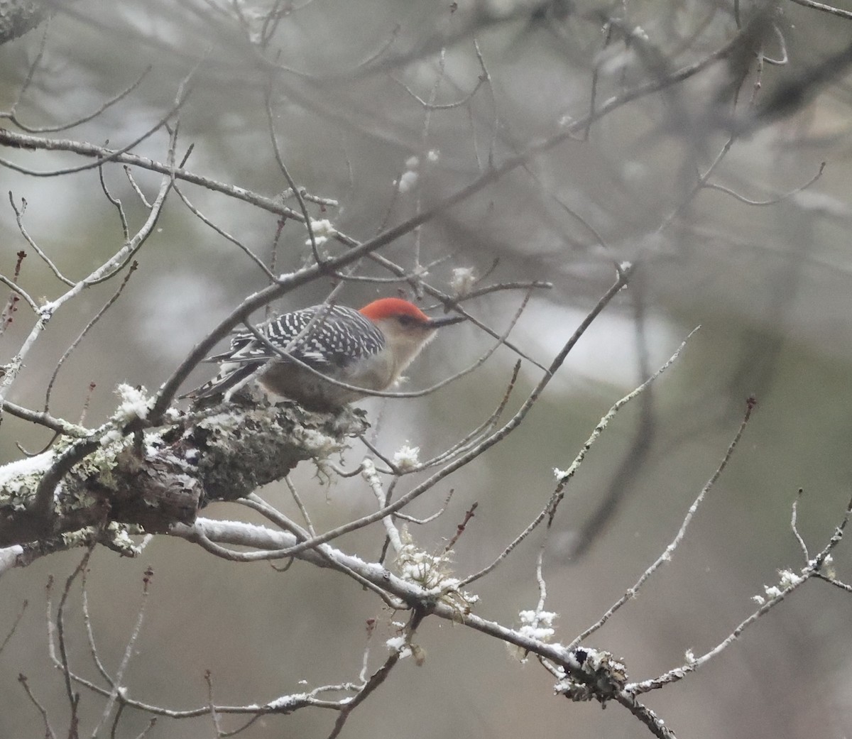 Red-bellied Woodpecker - ML629027460