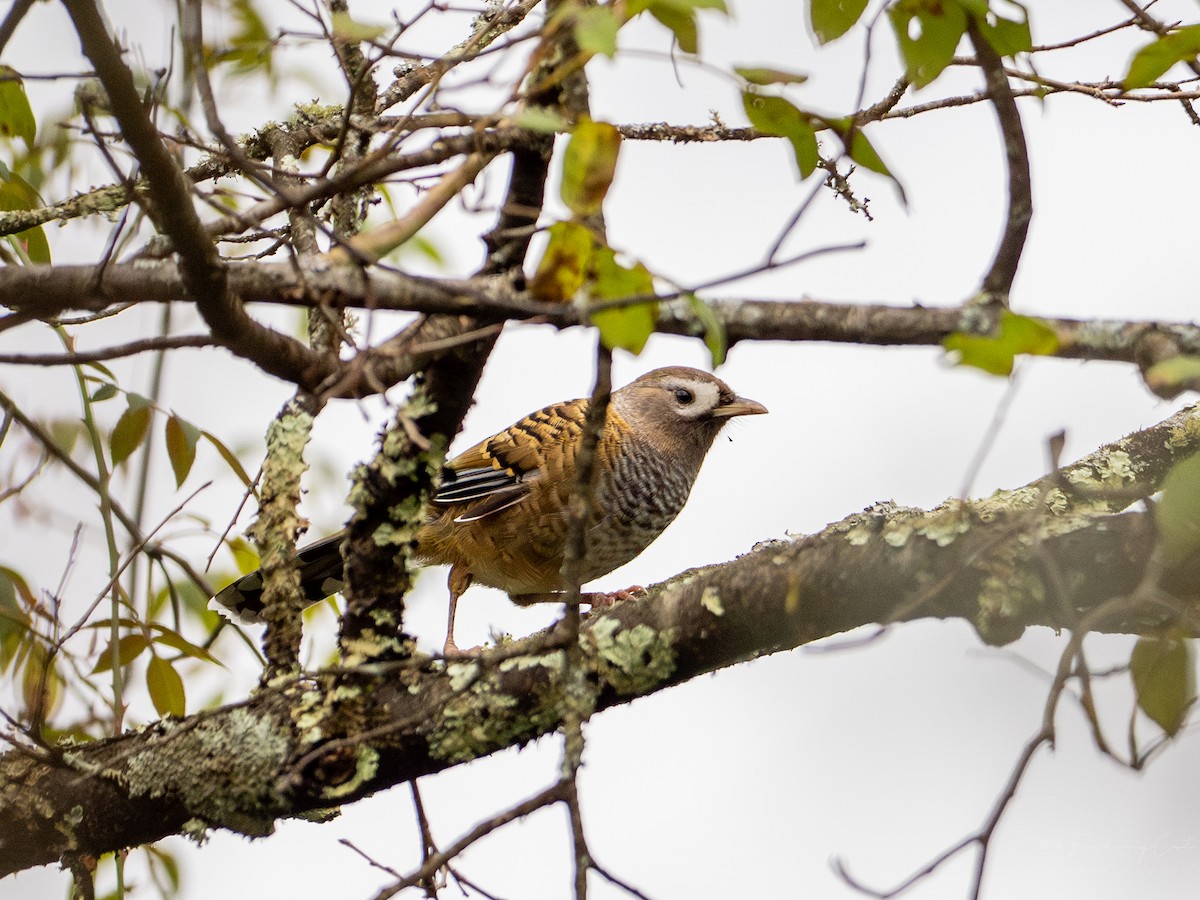 Barred Laughingthrush - ML629027557