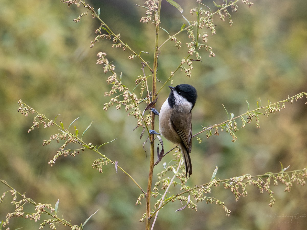 Black-bibbed Tit - ML629027568