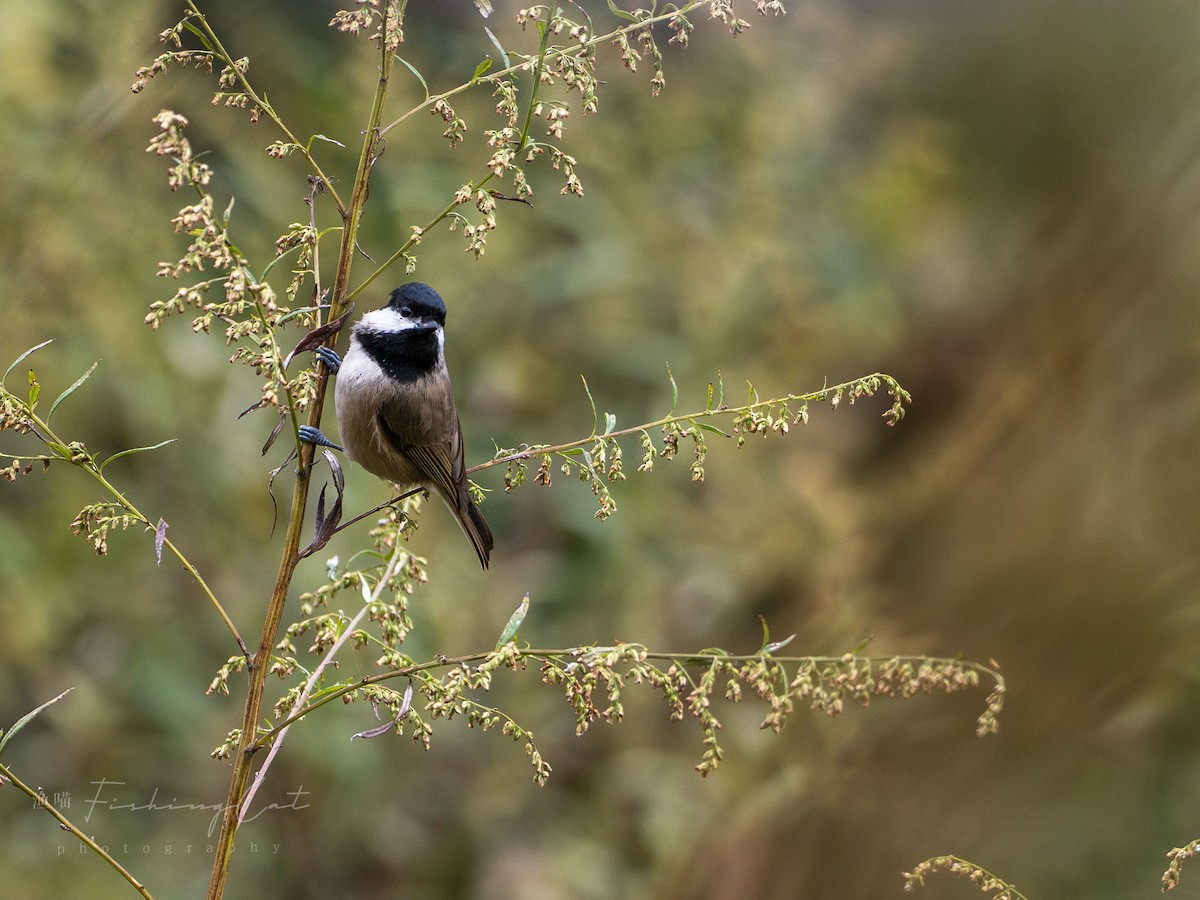 Black-bibbed Tit - ML629027573