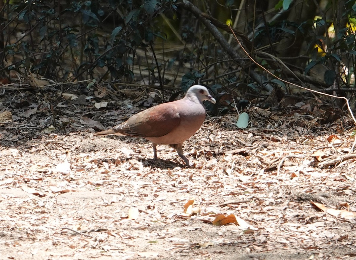 Malagasy Turtle-Dove - ML629027599