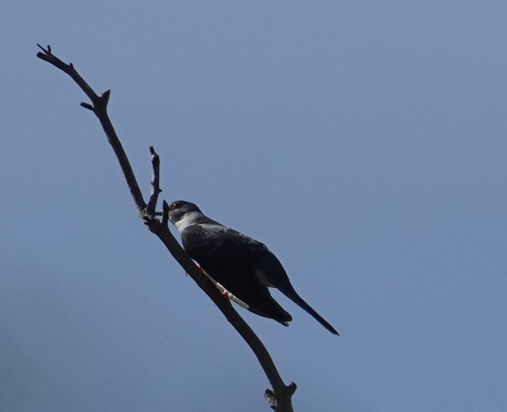 Madagascar Cuckoo - ML629027623