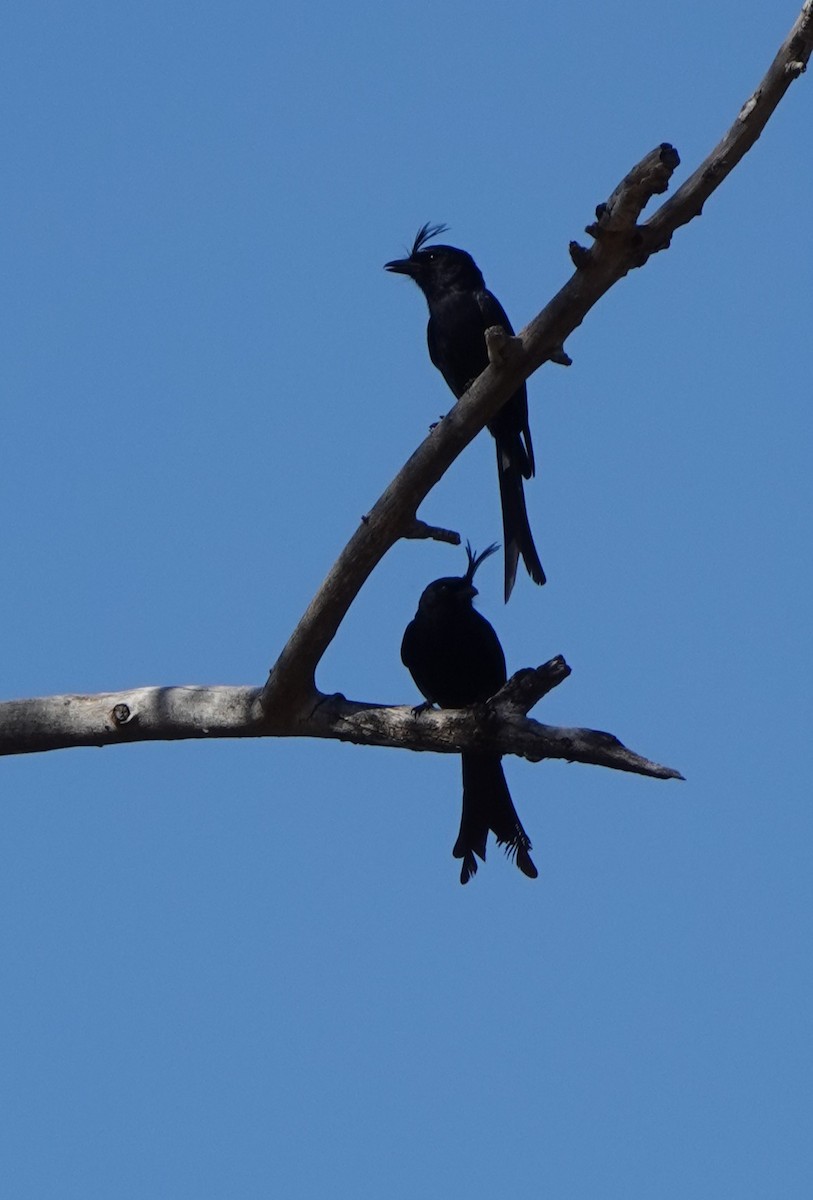 Crested Drongo - ML629027665