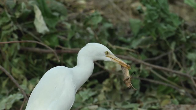Eastern Cattle-Egret - ML629027668