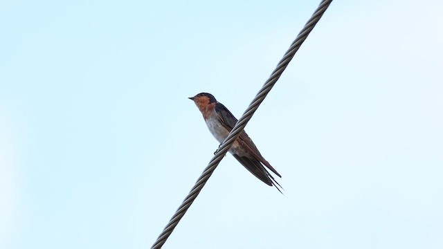 Welcome Swallow - ML629027698