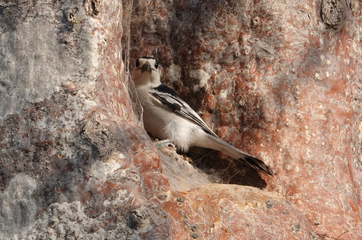 Hook-billed Vanga - ML629027786