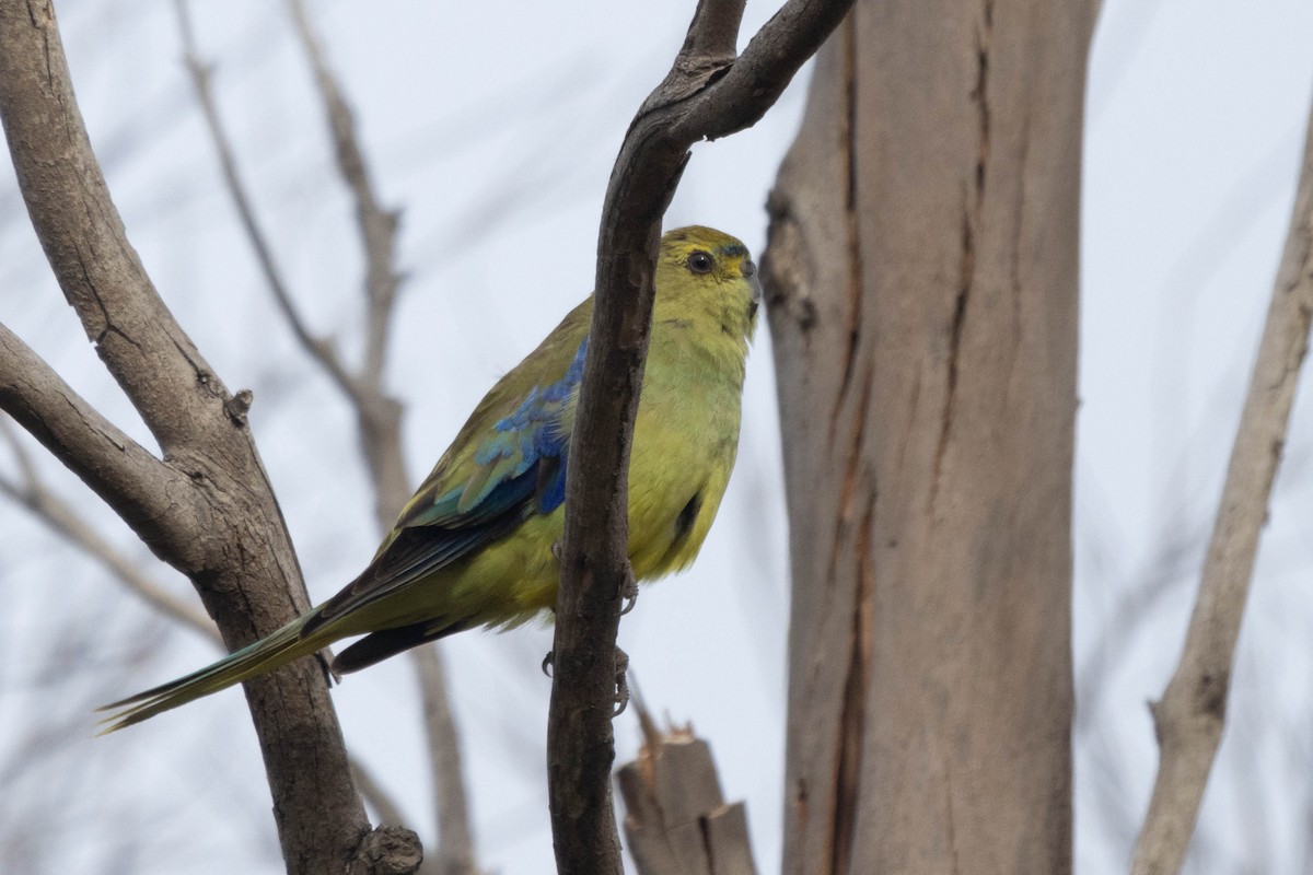 Blue-winged Parrot - ML629027838
