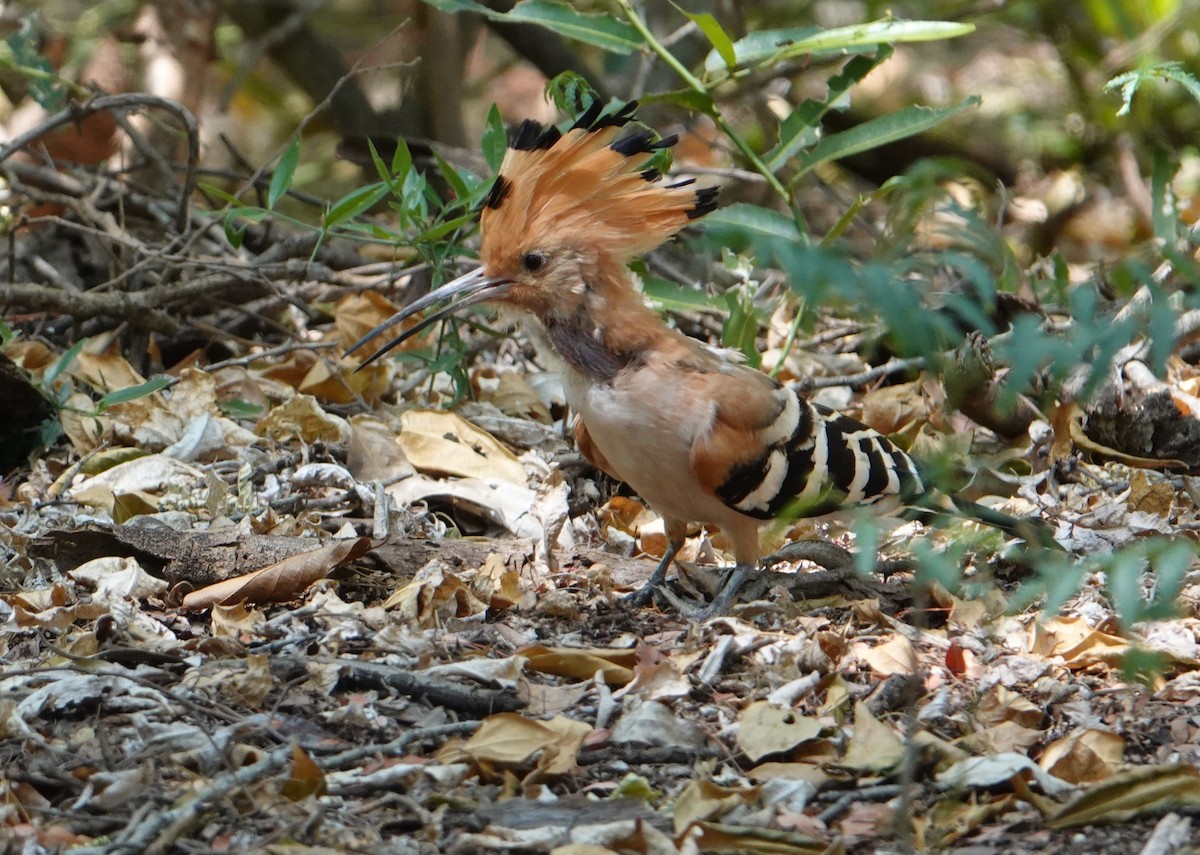 dudek madagaskarský - ML629027920