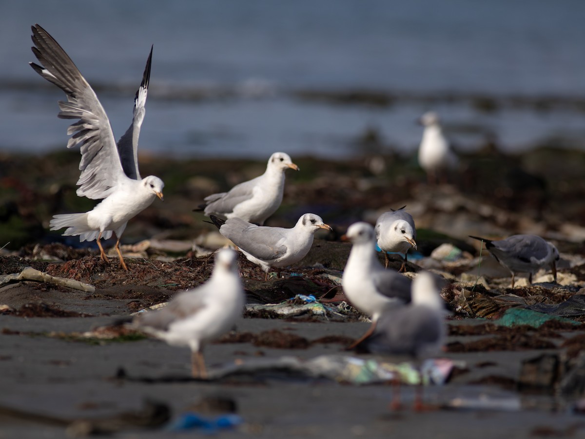 Gray-hooded Gull - ML629027934