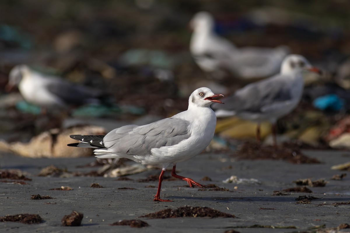 Gray-hooded Gull - ML629027935