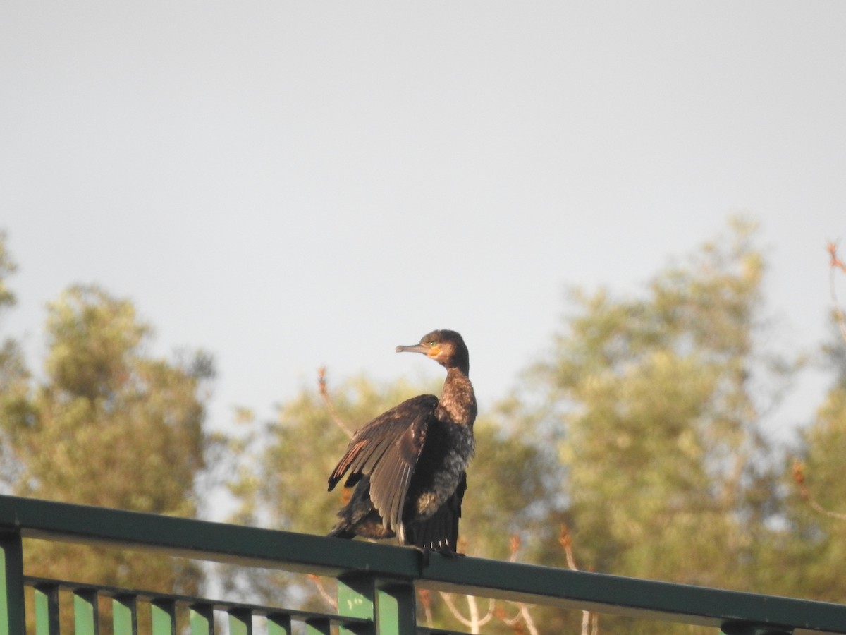 Kormoran - ML629027962