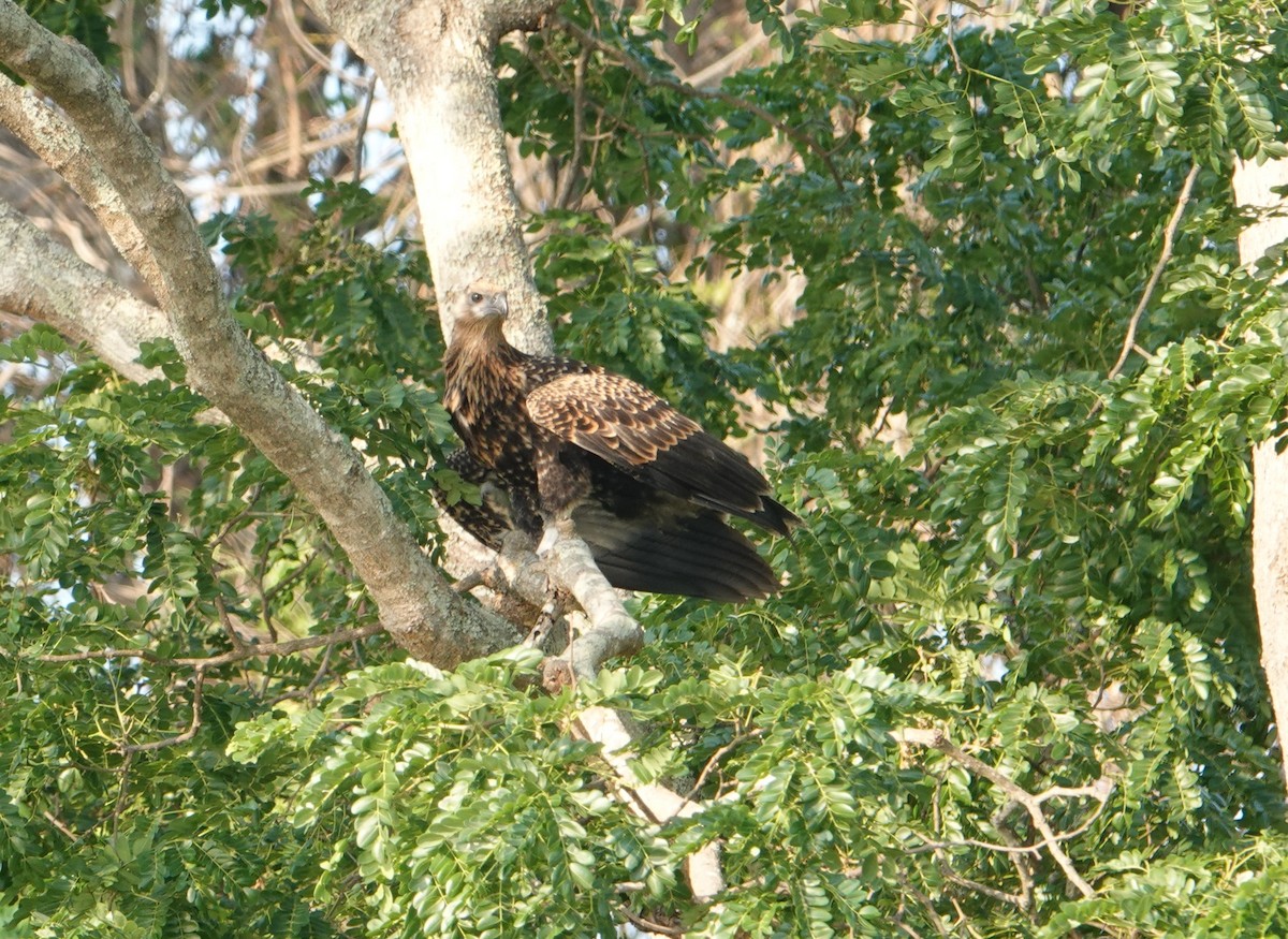 Madagascar Fish-Eagle - ML629027974