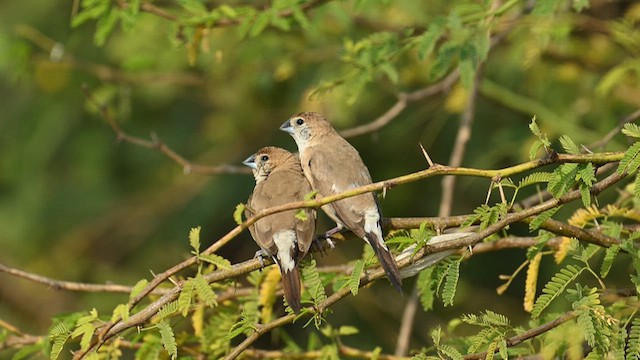 Indian Silverbill - ML629028039